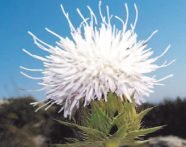 Jornadas sobre flora en el parque natural del Montgó