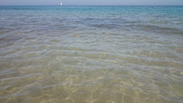 Playa de las Marinas con medusas