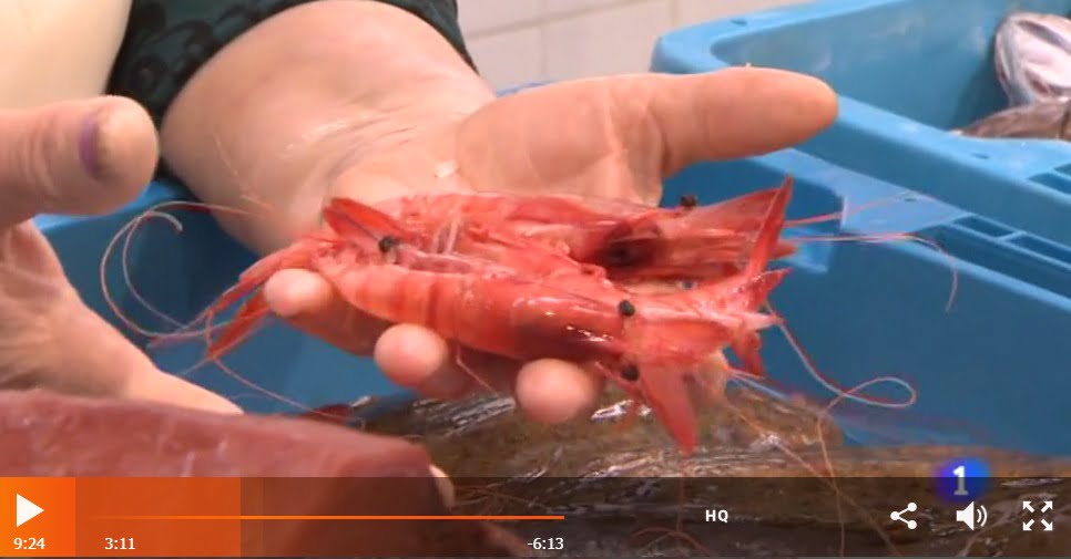 reportaje sobre la gamba roja en la1