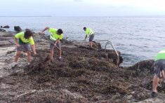 retirada de algas en las playas de denia