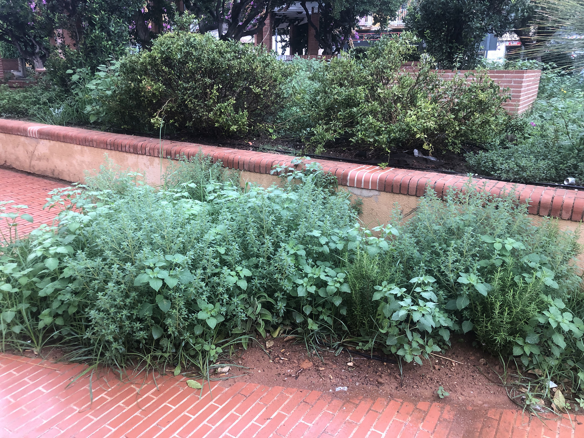 Hierbajos en las jardineras