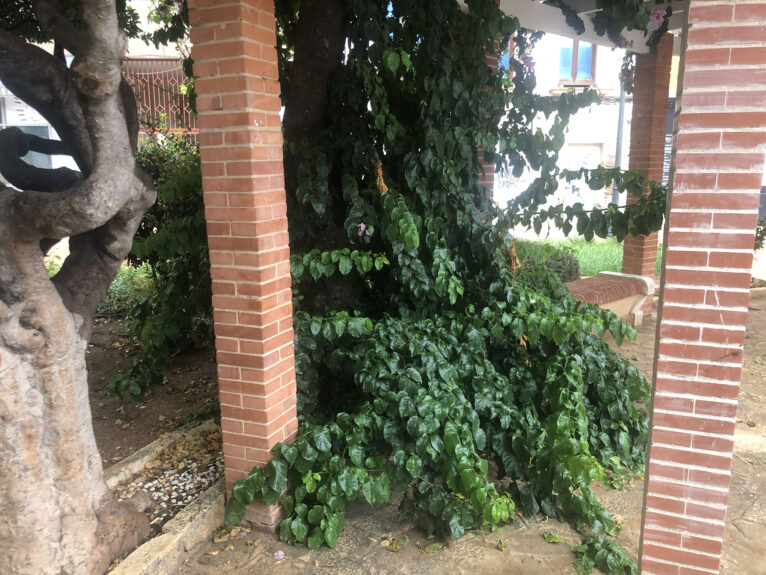 La vegetación invade las zonas de paso