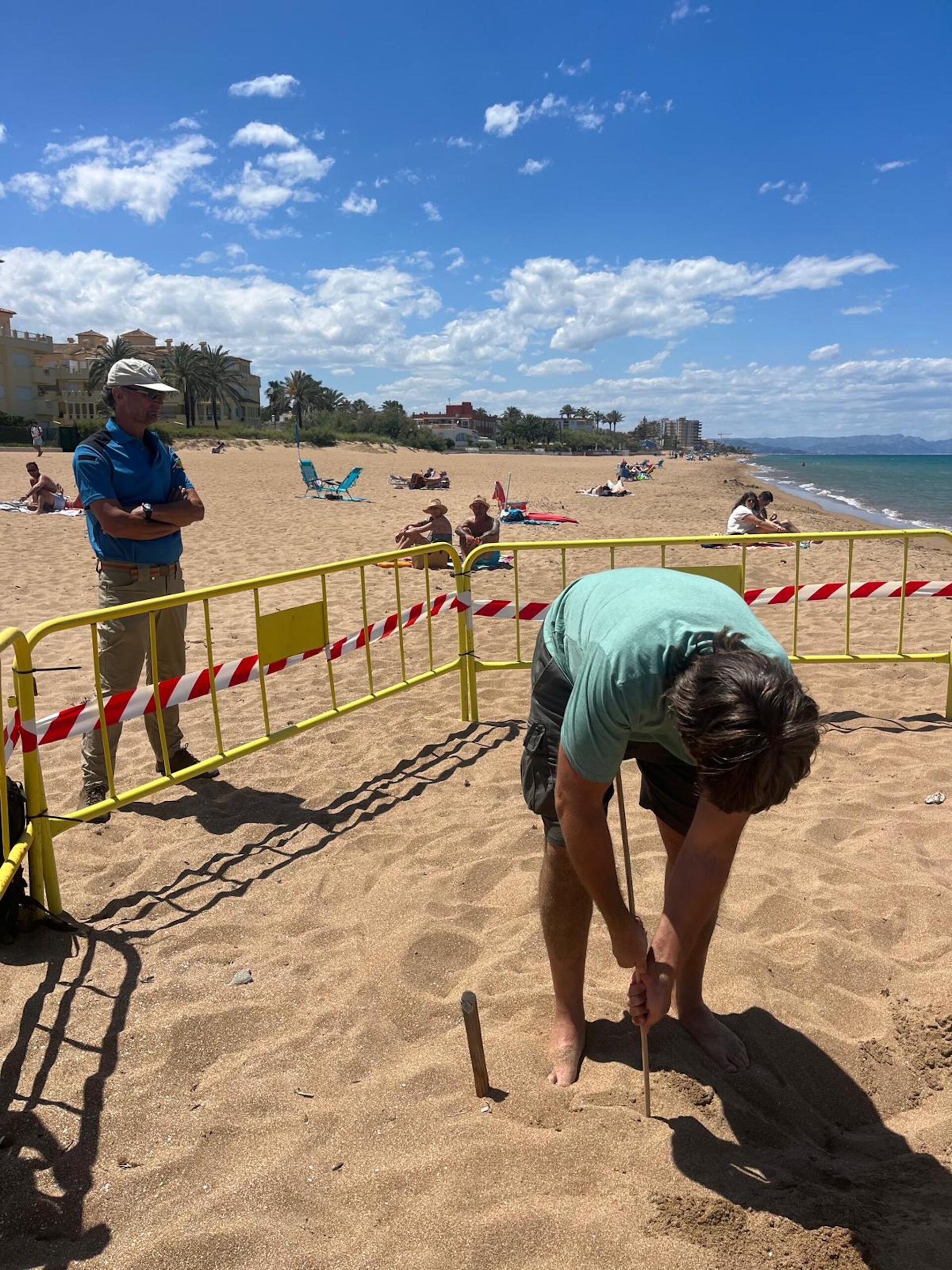 Primer avistamiento de tortugas de la temporada en playas de Dénia 6