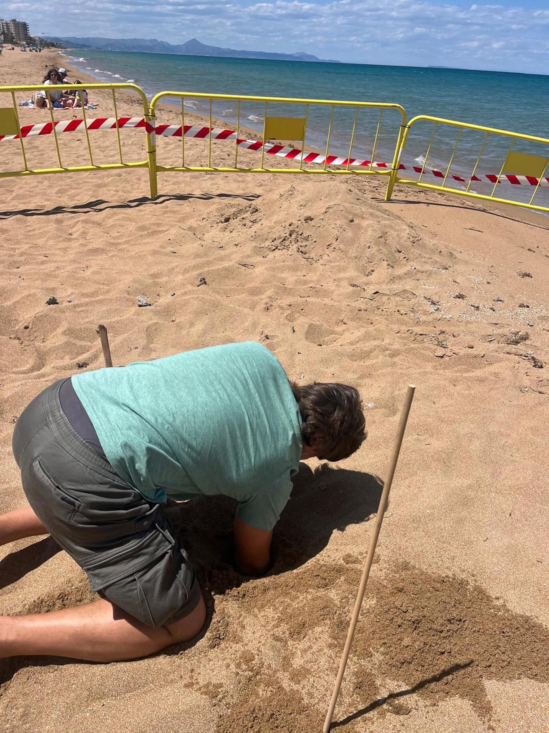 Primer avistamiento de tortugas de la temporada en playas de Dénia 9