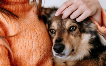 la importancia de despedirse de una mascota de manera respetuosa