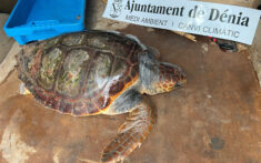 la tortuga de 30 kilos rescatada en denia