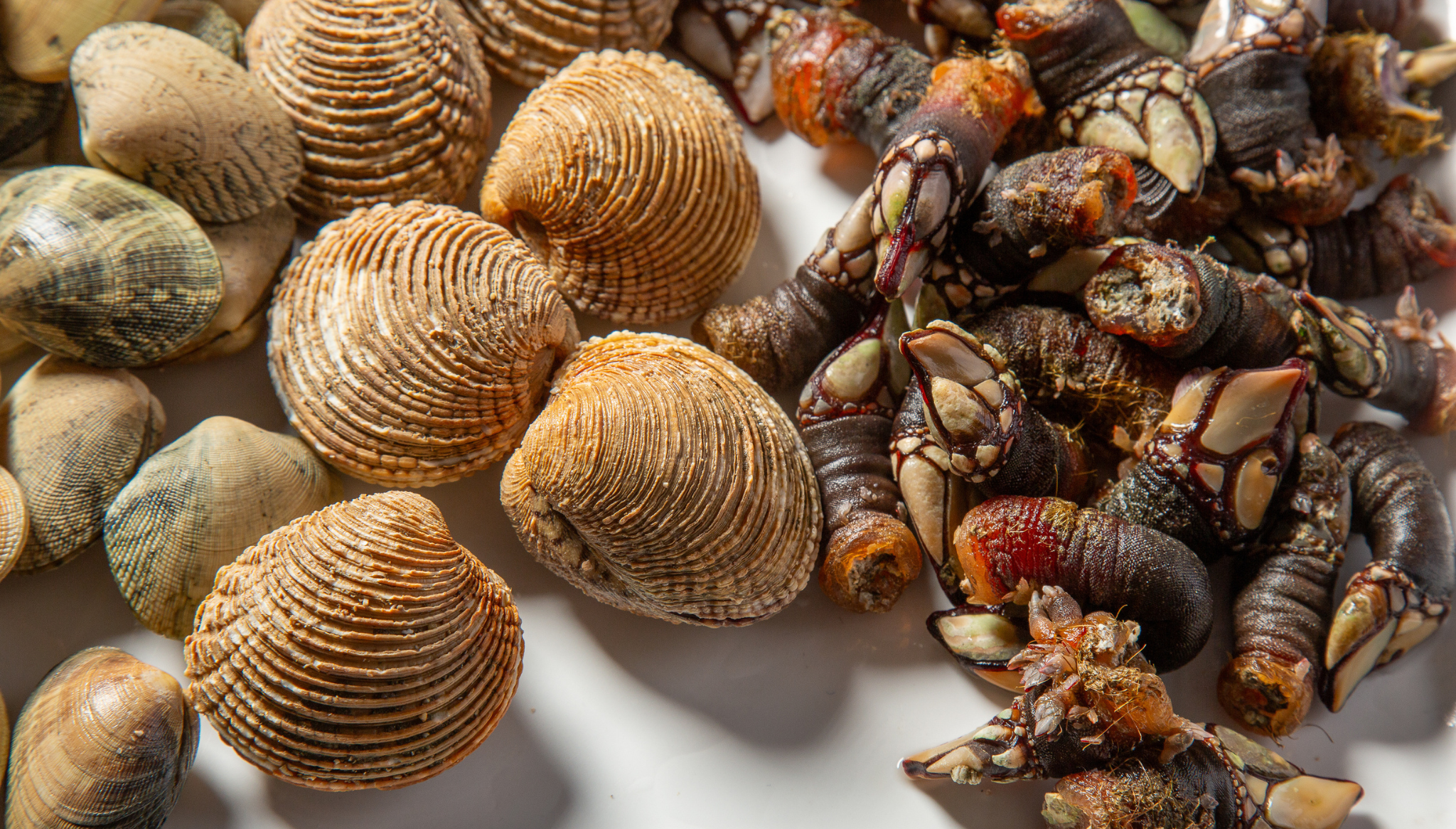 Percebes y mariscos varios en El Racó de la Xara