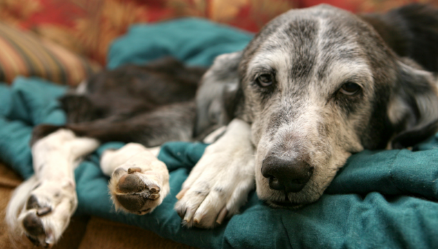 Imagen: ¿Crees que tu mascota está sana? Estas enfermedades silenciosas podrían estar ocultas