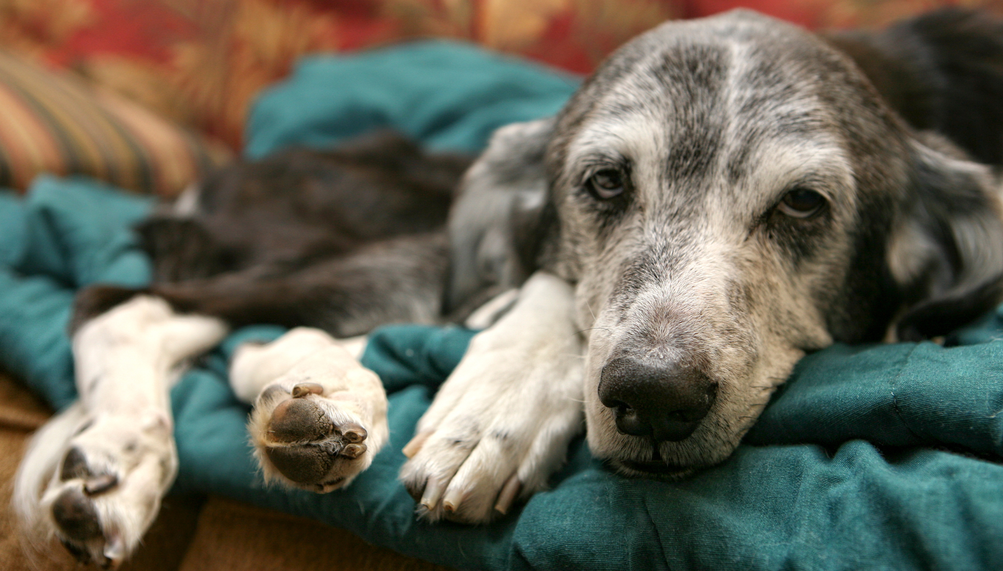 ¿Crees que tu mascota está sana? Estas enfermedades silenciosas podrían estar ocultas