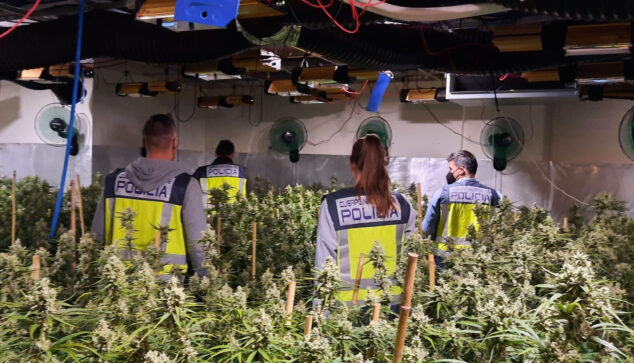 Imagen: Operación en una plantación de marihuana indoor (archivo)