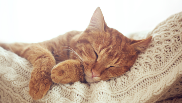 Imagen: Revisa la salud de tu mascota al menos una vez al año